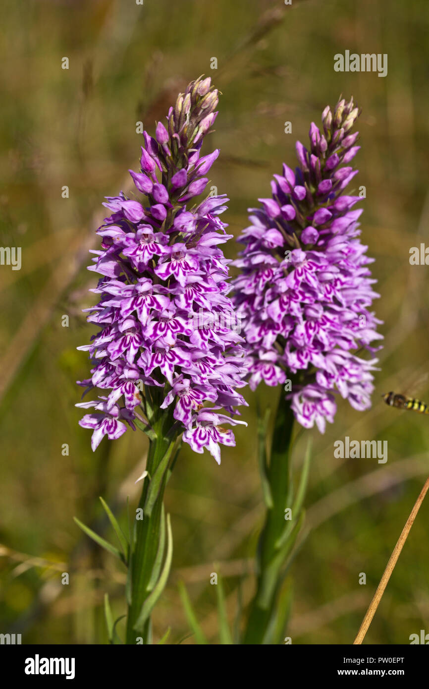 Die frühen Marsh Orchidee ist eine gemeinsame Wiese und Wiese Blume in ungestörten Weide im Frühsommer in Großbritannien Nord Stockfoto