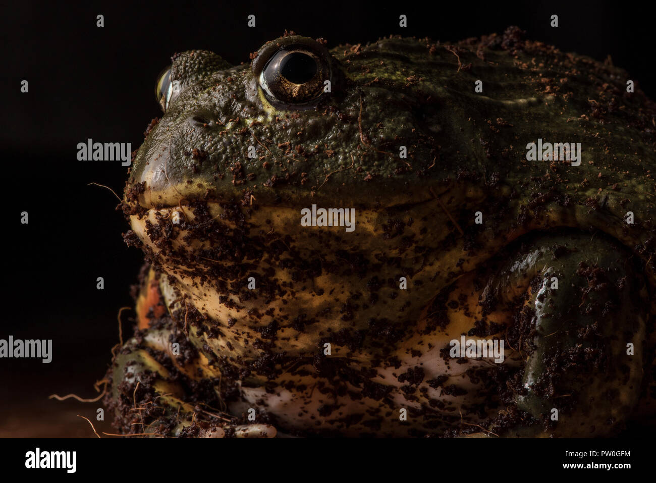 Eine Nahaufnahme portrait einer unverlierbaren großen männlichen Afrikanischen Bull Frog (Pyxicephalus adspersus) das ist meine (die Fotografen) pet. Stockfoto