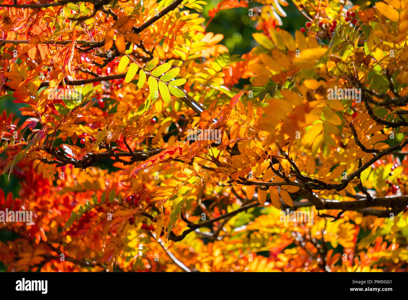 Roter herbstbaum Fotos und Bildmaterial in hoher Auflösung Alamy