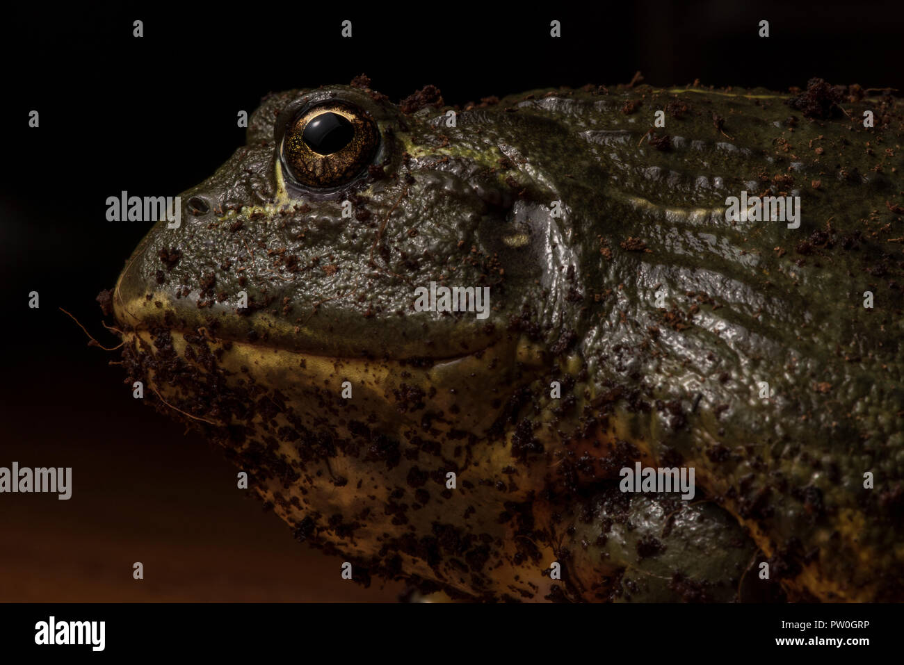 Eine Nahaufnahme portrait einer unverlierbaren großen männlichen Afrikanischen Bull Frog (Pyxicephalus adspersus) das ist meine (die Fotografen) pet. Stockfoto