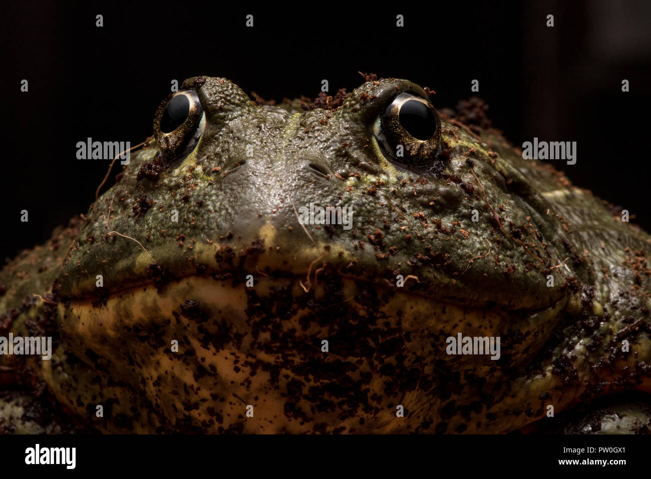 Eine Nahaufnahme portrait einer unverlierbaren großen männlichen Afrikanischen Bull Frog (Pyxicephalus adspersus) das ist meine (die Fotografen) pet. Stockfoto