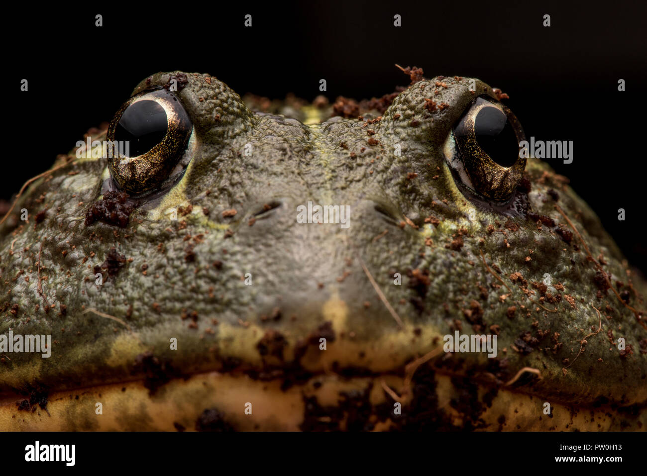 Eine Nahaufnahme portrait einer unverlierbaren großen männlichen Afrikanischen Bull Frog (Pyxicephalus adspersus) das ist meine (die Fotografen) pet. Stockfoto