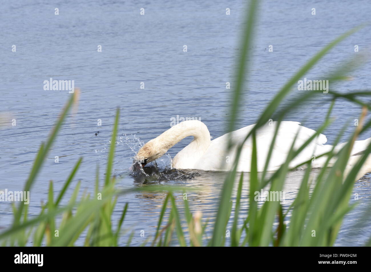 Swan Planschen Stockfoto