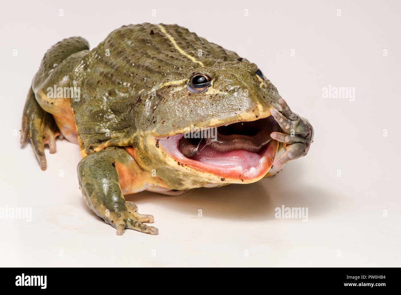 Fütterung für dieses große männliche African bullfrog (Pyxicephalus adspersus), hier es frisst einen leckeren Wurm. Auf weiß isoliert. Stockfoto