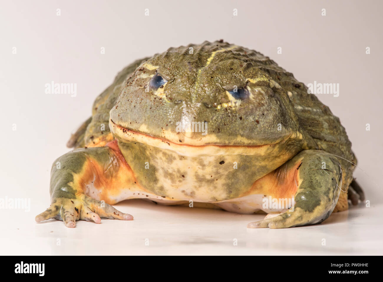 Fütterung für dieses große männliche African bullfrog (Pyxicephalus adspersus), hier es frisst einen leckeren Wurm. Auf weiß isoliert. Stockfoto