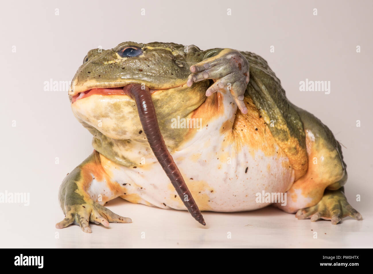 Fütterung für dieses große männliche African bullfrog (Pyxicephalus adspersus), hier es frisst einen leckeren Wurm. Auf weiß isoliert. Stockfoto