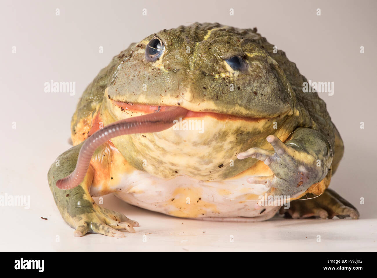 Fütterung für dieses große männliche African bullfrog (Pyxicephalus adspersus), hier es frisst einen leckeren Wurm. Auf weiß isoliert. Stockfoto