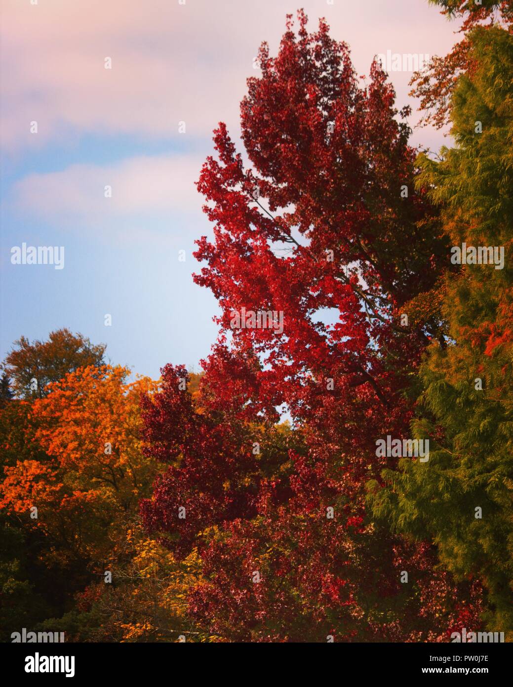 Farben des Herbstes. Majestic orange rot Farben und schönen Bäumen. Der Herbst ist die Zeit der Reife und Ernte. Die Natur bietet uns eine großartige Show. Stockfoto
