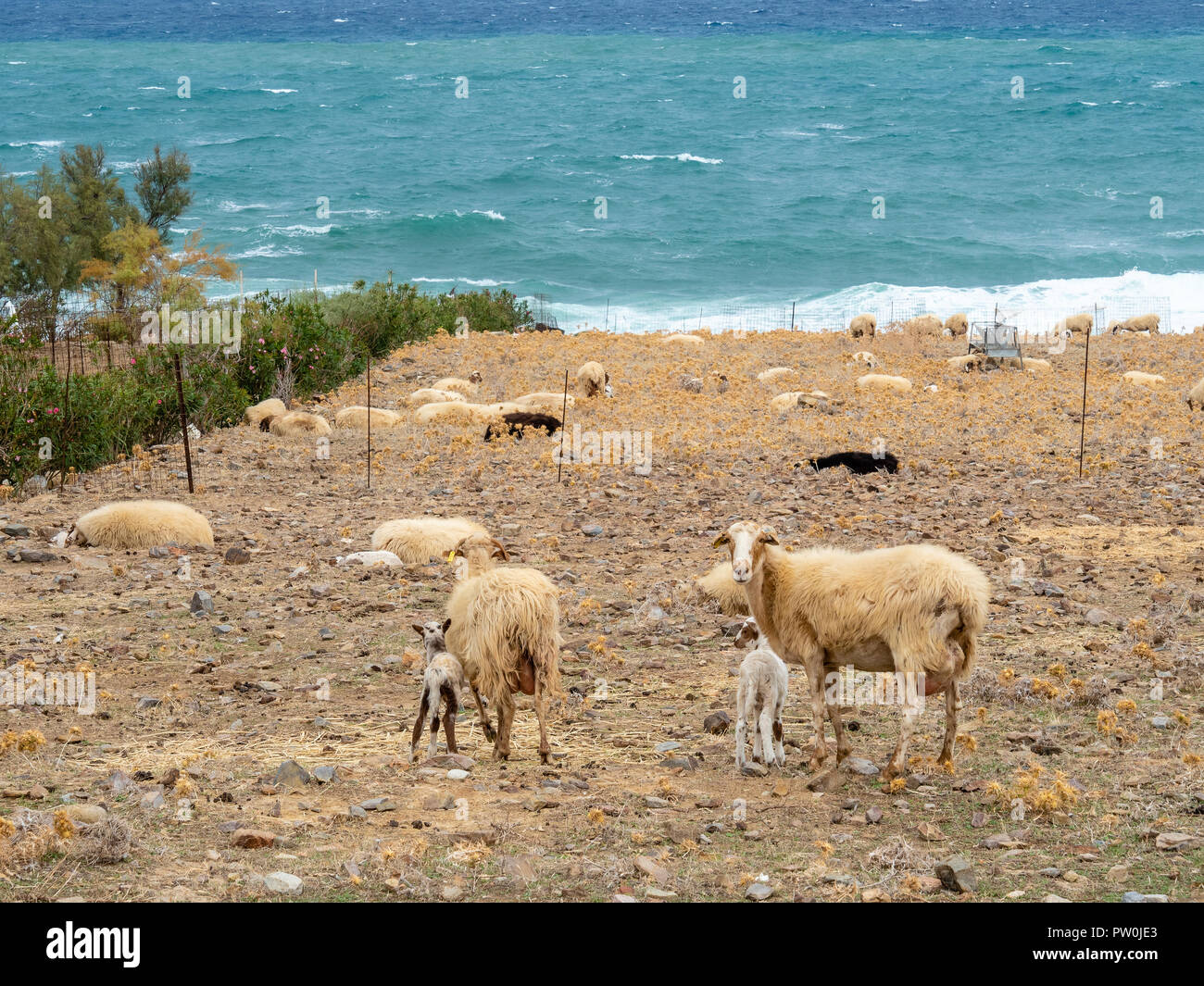 Hausschafe Zucht an der Küste in Paralia Fodele, Insel Kreta, Griechenland Stockfoto