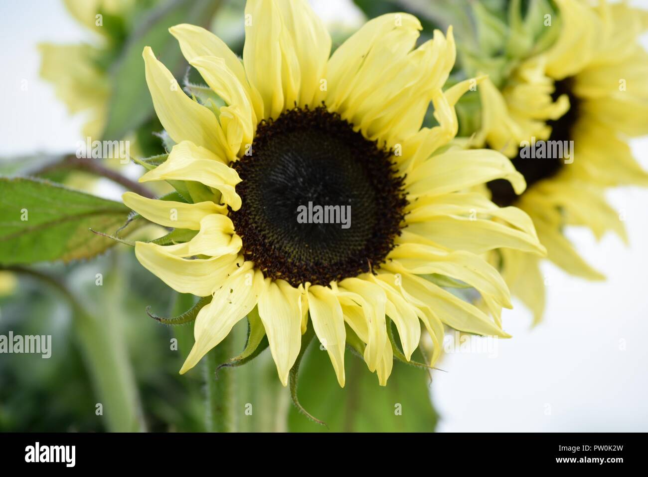 Schöne Sonnenblumen blühen im Garten Stockfoto