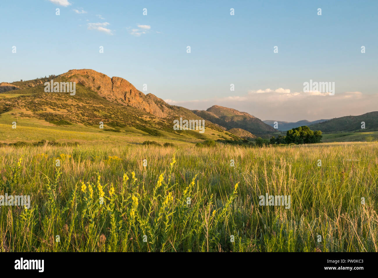 Wildblumen blühen in einer Wiese entlang der Spur am Eagles Nest offenen Raum nördlich von Fort Collins, Colorado. Stockfoto