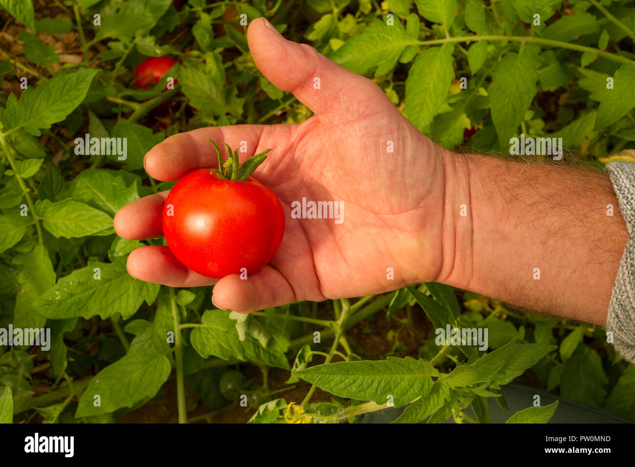 Eine Hand mit einem vor Kurzem abgeholt homegrown Tomate vor dem Hintergrund der Tomatenpflanzen Stockfoto