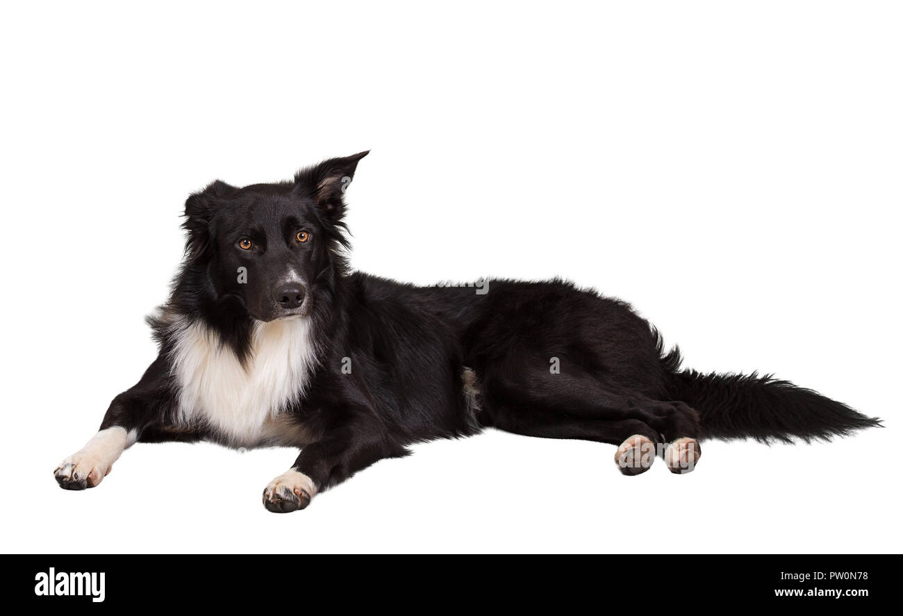 Aufmerksame reinrassigen Border Collie Hund liegend auf dem Boden ein Ohr geknickt, volle Länge Porträt zu Kamera auf weißem Hintergrund. Stockfoto