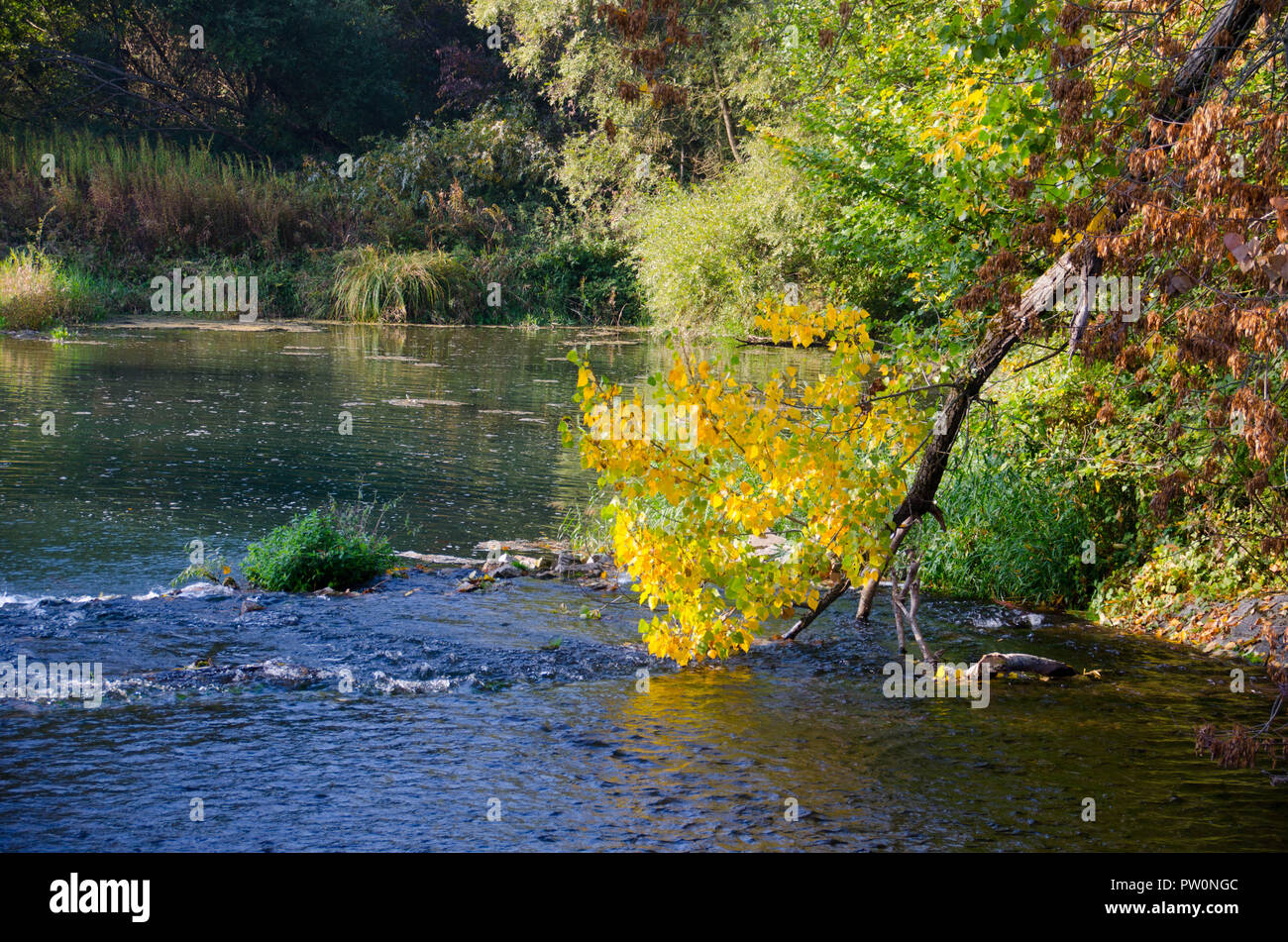 Die Insel "Ile de Gerstheim' in den Feuchtgebieten der Rhein im Elsass Stockfoto