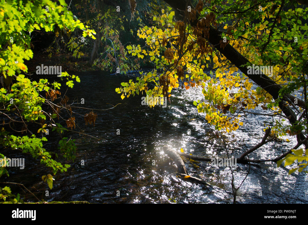 Die Insel "Ile de Gerstheim' in den Feuchtgebieten der Rhein im Elsass Stockfoto