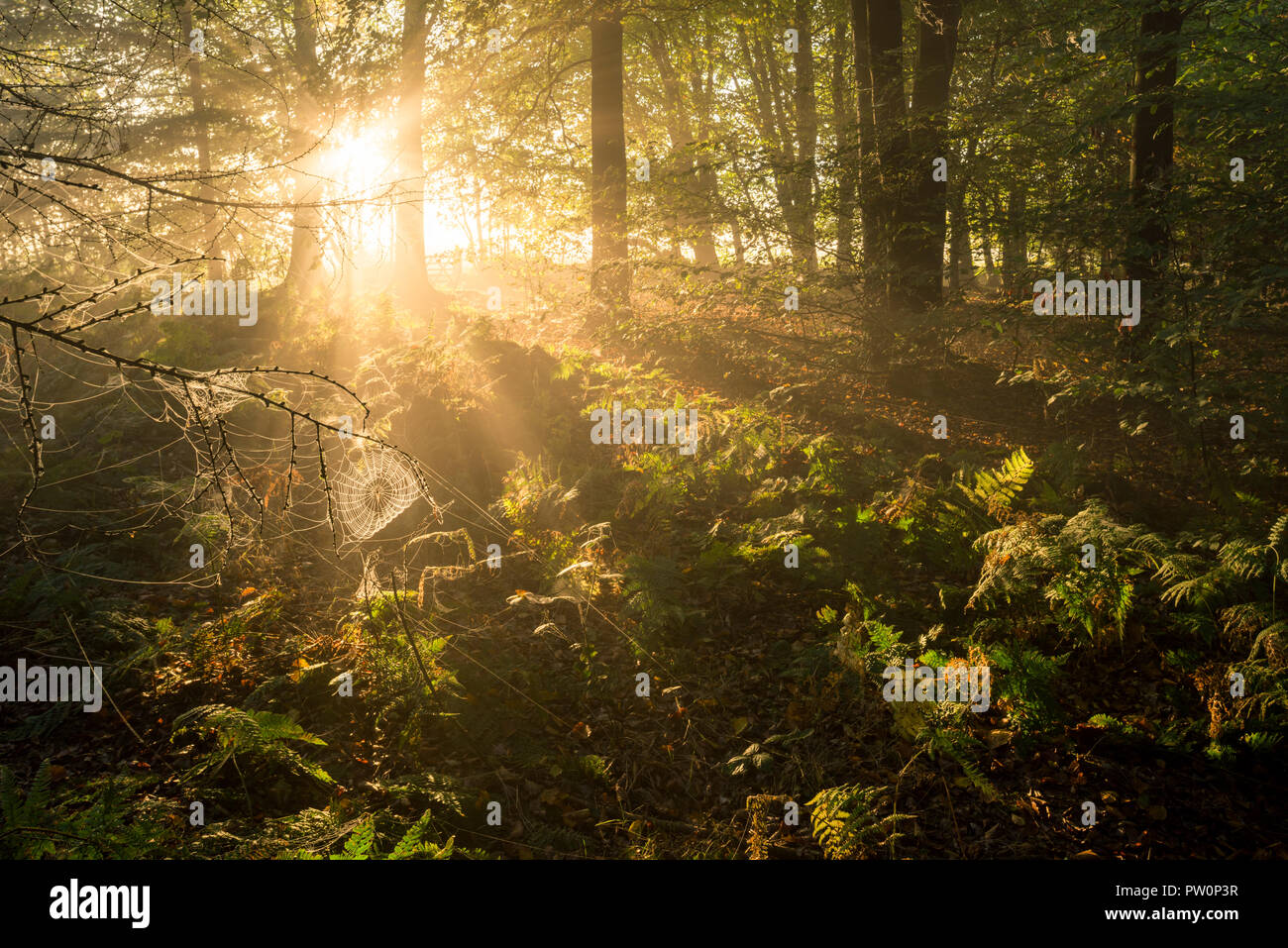 Die aufgehende Sonne in einem Nadelwald, Stockhill Holz, Mendip Hills Gebiet von außergewöhnlicher natürlicher Schönheit, Somerset, England. Stockfoto