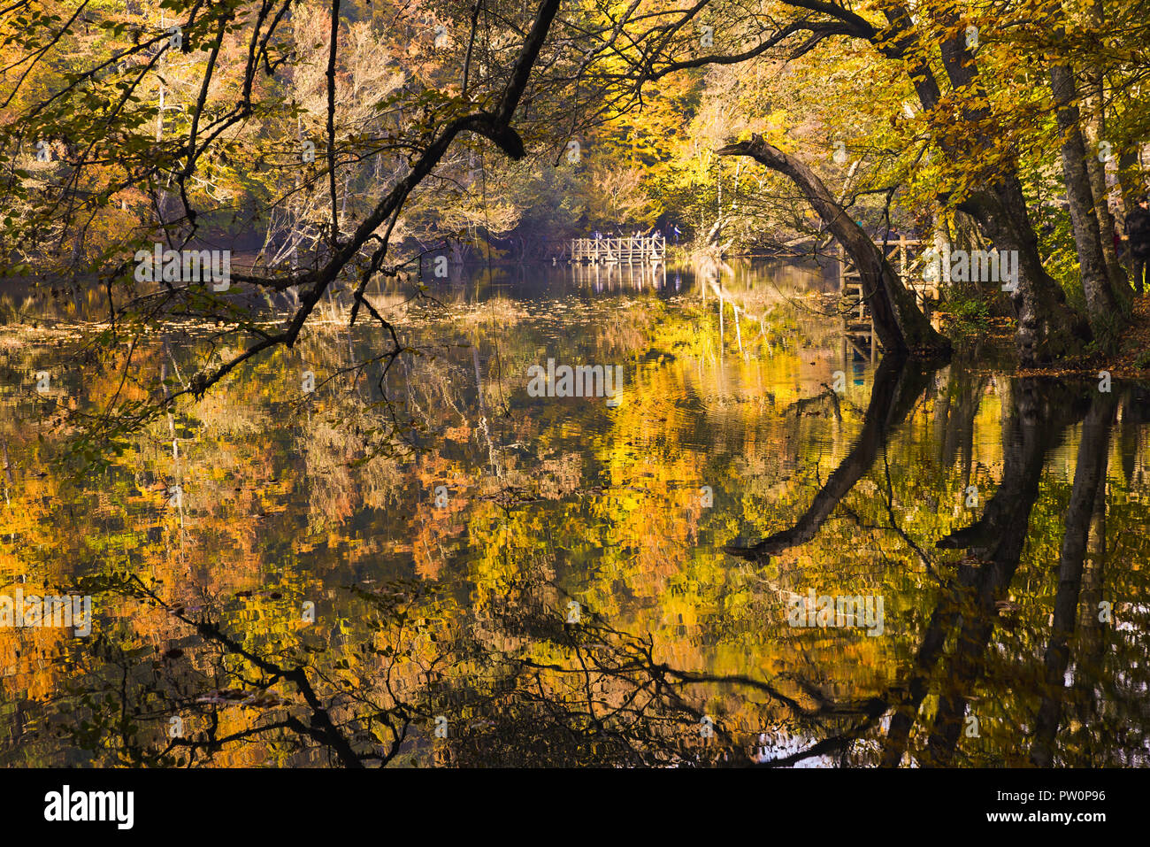 Herbst Bäume an einem See Rand Yedigoller National Park, Türkei. Es gibt schöne Spiegelungen der Bäume auf dem Wasser. Stockfoto