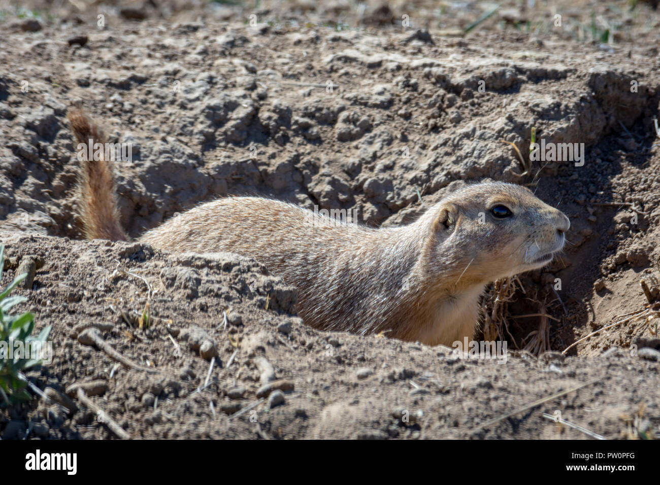 Schwarz-tailed Prairie Dog aus dem Fuchsbau, Gateway Mesa Open Space Park, Colorado, USA. Stockfoto