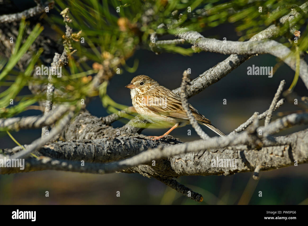 Vesper sparrow in Pondersosa Pine Tree, Gateway Mesa Open Space Park, Colorado, USA. Stockfoto