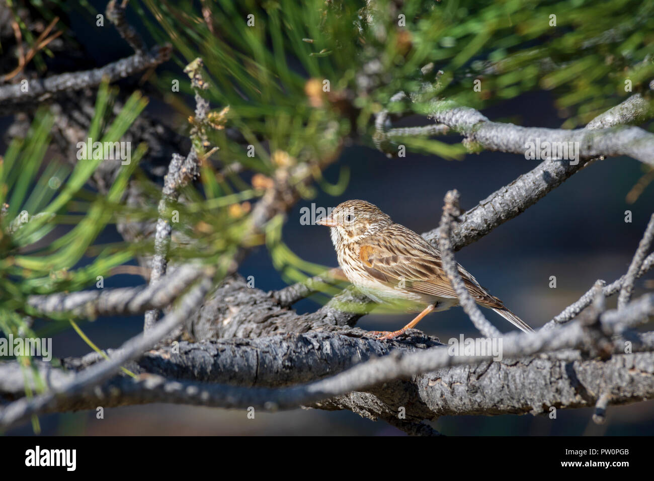 Vesper sparrow in Pondersosa Pine Tree, Gateway Mesa Open Space Park, Colorado, USA. Stockfoto