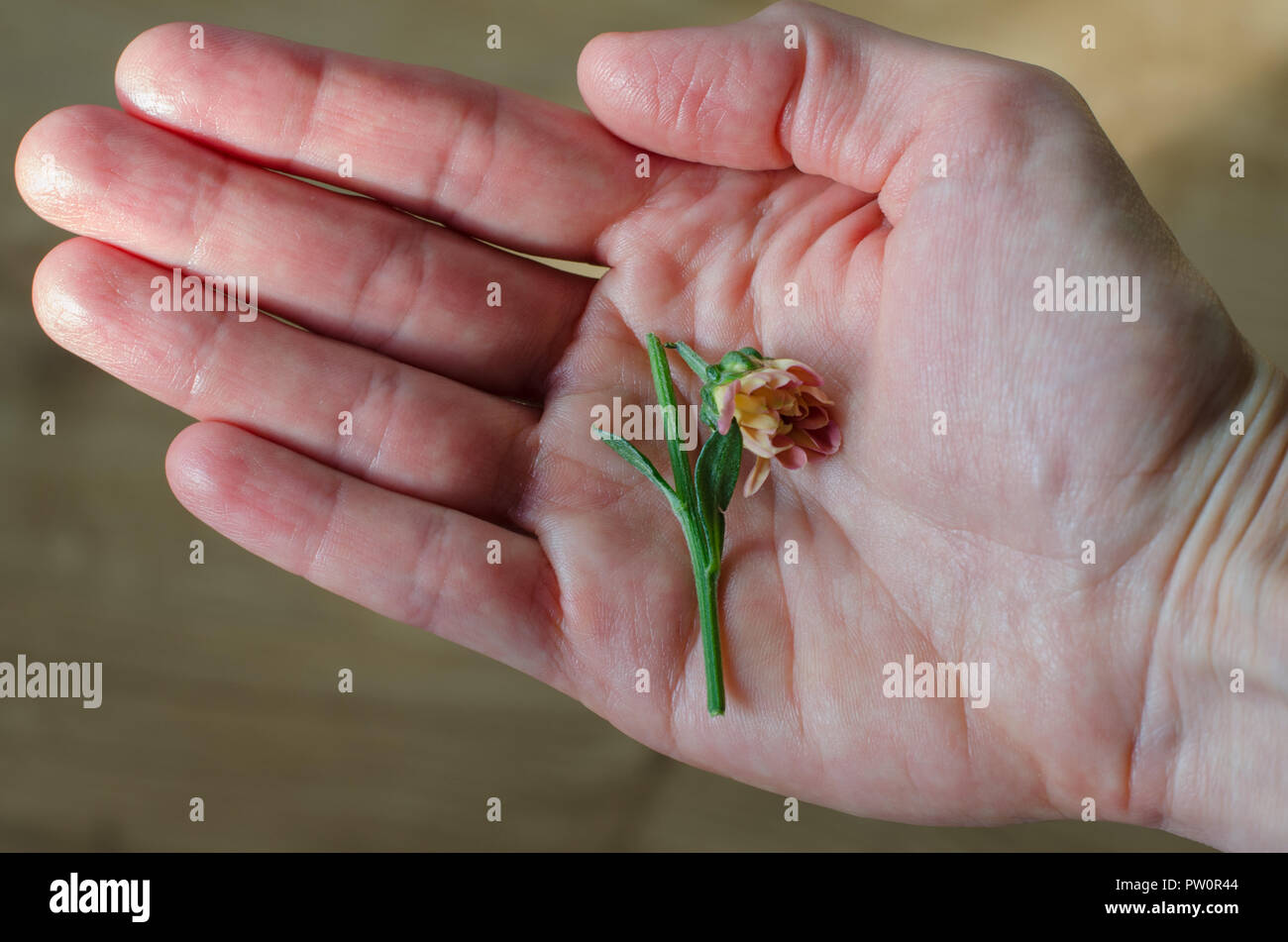 Wenig gebrochene Blume in der Hand der Frau. Close-up Stockfoto