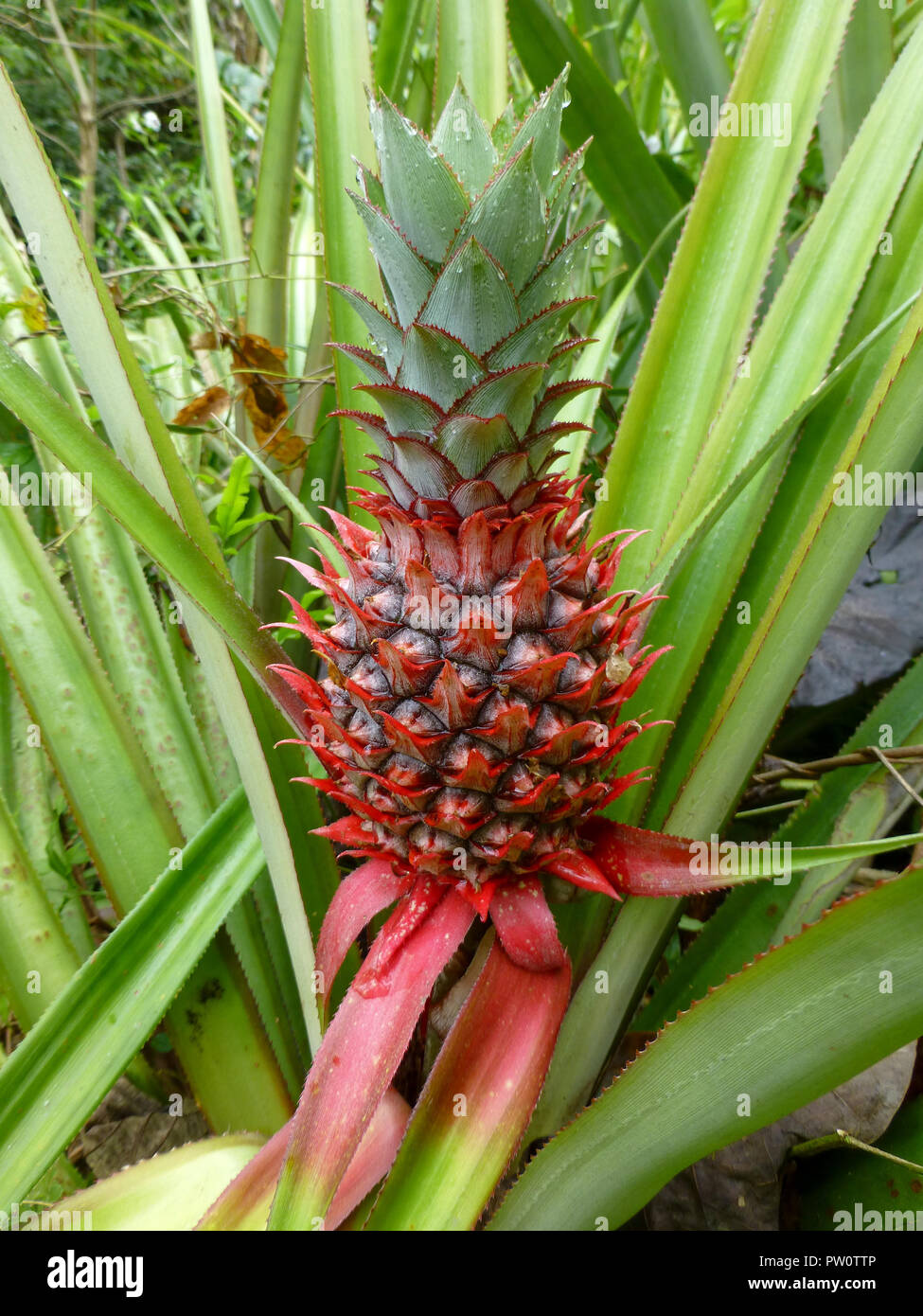 Ananaspflanze mit einem roten Früchten in Asien im Sommer Stockfoto