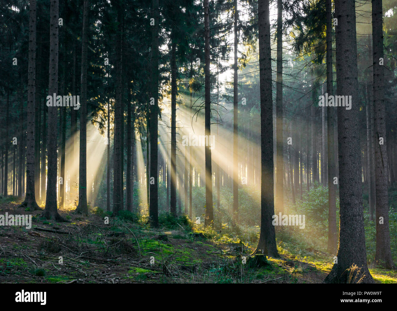 Lichtstrahlen, die durch die Bäume in den Wald am Morgen Zeit in Deutschland Stockfoto