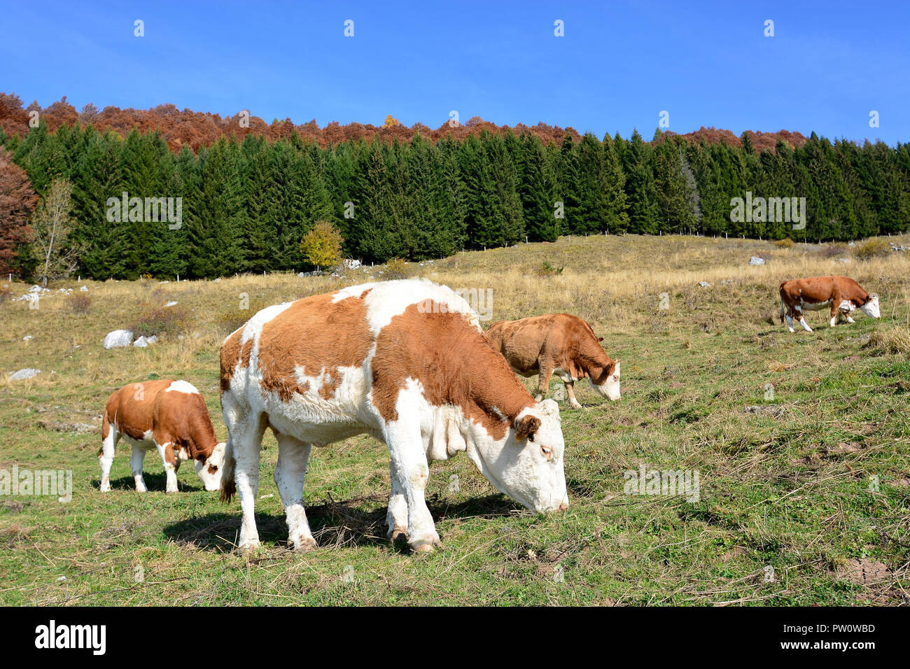 Schöne Winterlandschaften in den Alpen Stockfoto