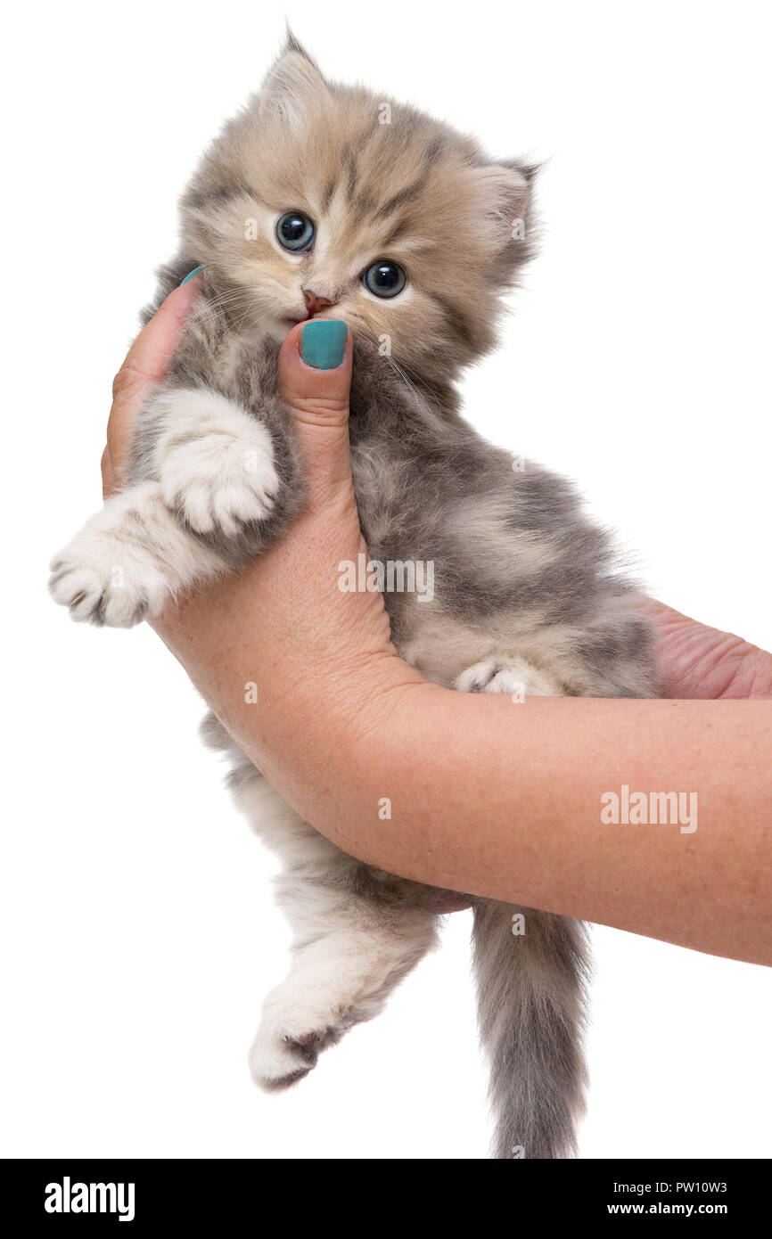 Grau britische Kätzchen in weibliche Hände isoliert auf weißem Stockfoto