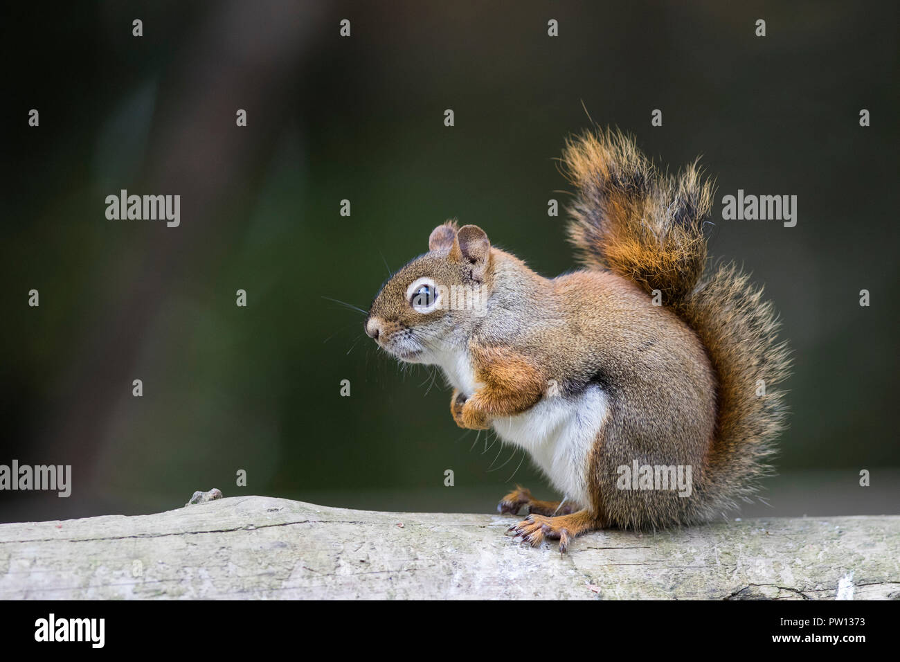 Amerikanische rote Eichhörnchen (Tamiasciurus hudsonicus) Stockfoto