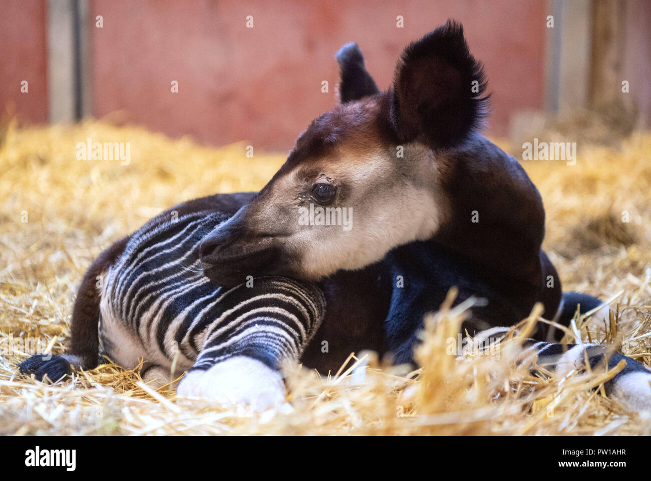 11 Oktober 2018, Baden-Wuerttemberg, Stuttgart: Ein okapi Stier am 03. Oktober 2018 liegt in einem Gehäuse der Wilhelma Zoological-Botanical Garten geboren. Foto: Marijan Murat/dpa Stockfoto