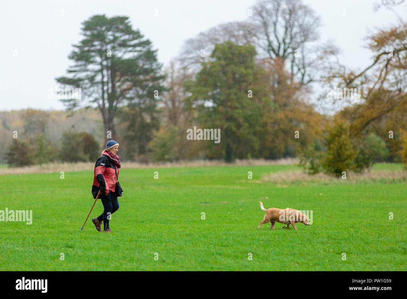 Celbridge, Grafschaft Kildare, Irland. 12 Okt, 2018: Die Folgen des Sturms Callum im Castletown Park, Celbridge. Ruhe am Morgen und Paar herabgefallene Äste aber keine größeren Schäden in der Forstwirtschaft. Die Menschen wandern und jugging foretasted vor dem Regen für den Nachmittag als Sturm Callum bewegt sich über Irland. Quelle: Michael Grubka/Alamy leben Nachrichten Stockfoto