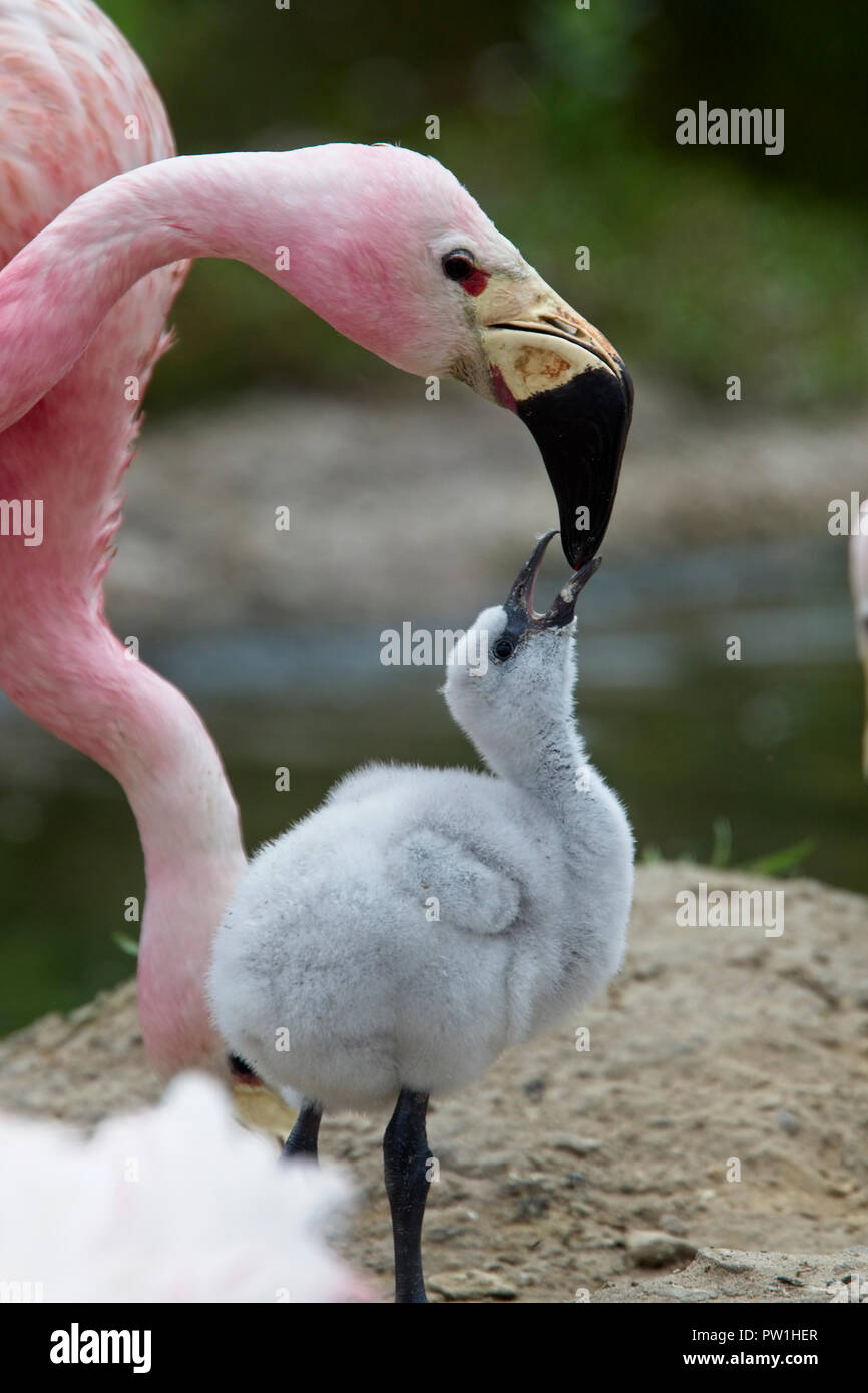 Anden Flamingo (Phoenicopterus andinus) nach der Fütterung ein Küken, (Captive Herde), WWT slimbridge Centre, Gloucestershire, Vereinigtes Königreich. Stockfoto