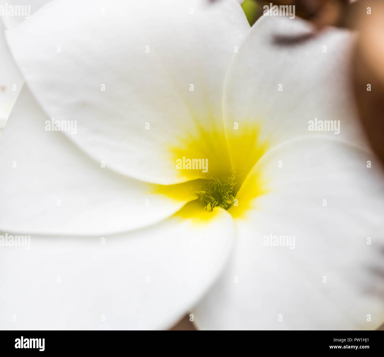 Nahaufnahme von Plumeria Golden Arrow Blume Stockfoto