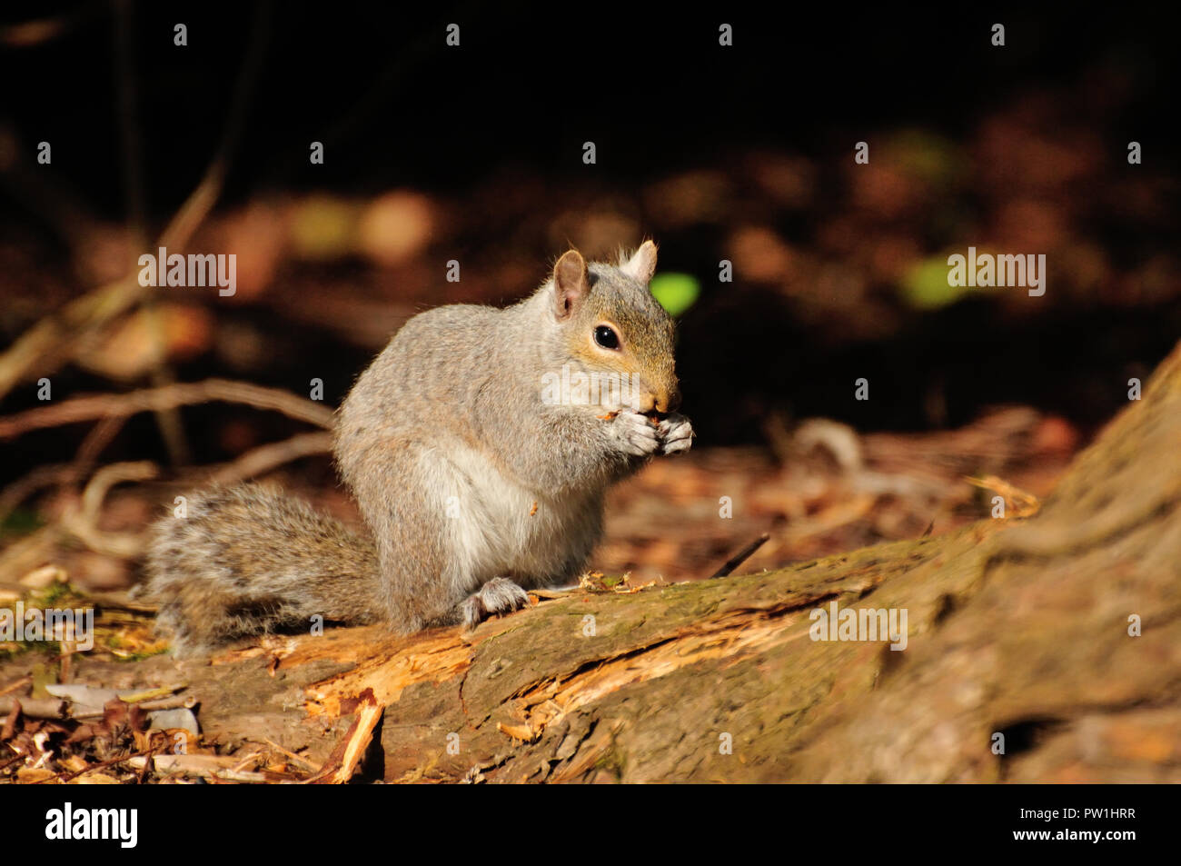 Graue Eichhörnchen essen Rinde Stockfoto
