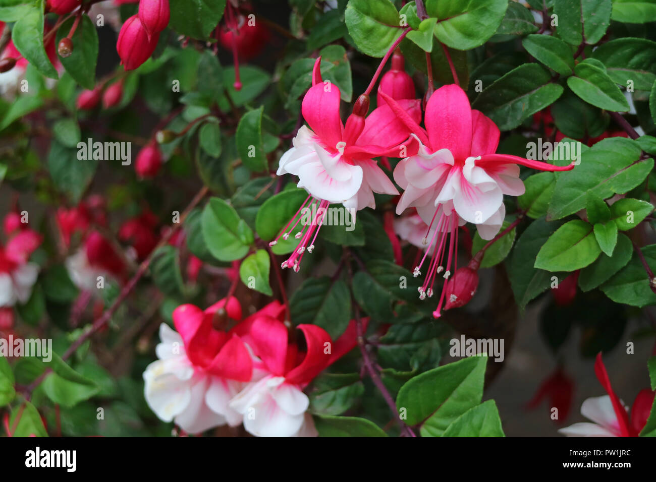 Viele lebendige Rosa und Weiß Fuchsia Hybrida Blumen blühen unter den grünen Blättern, Cusco, Peru, Südamerika Stockfoto