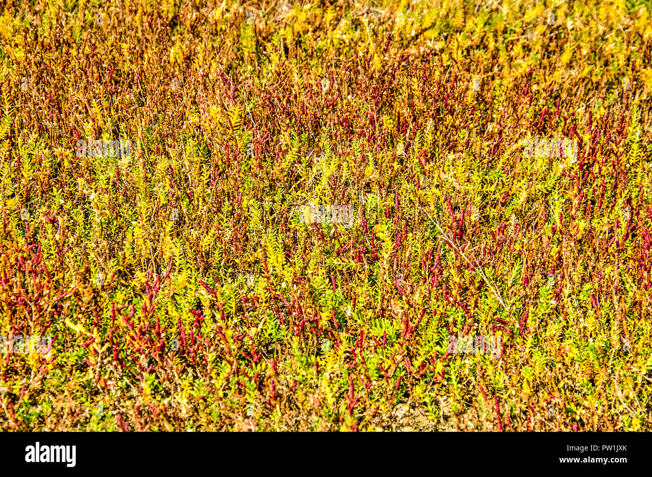 Bereich der Queller (salicornia) im Herbst, in den verschiedenen Staaten der Einfärbung zwischen Grün und Rot, auf der Insel Goeree, Niederlande Stockfoto