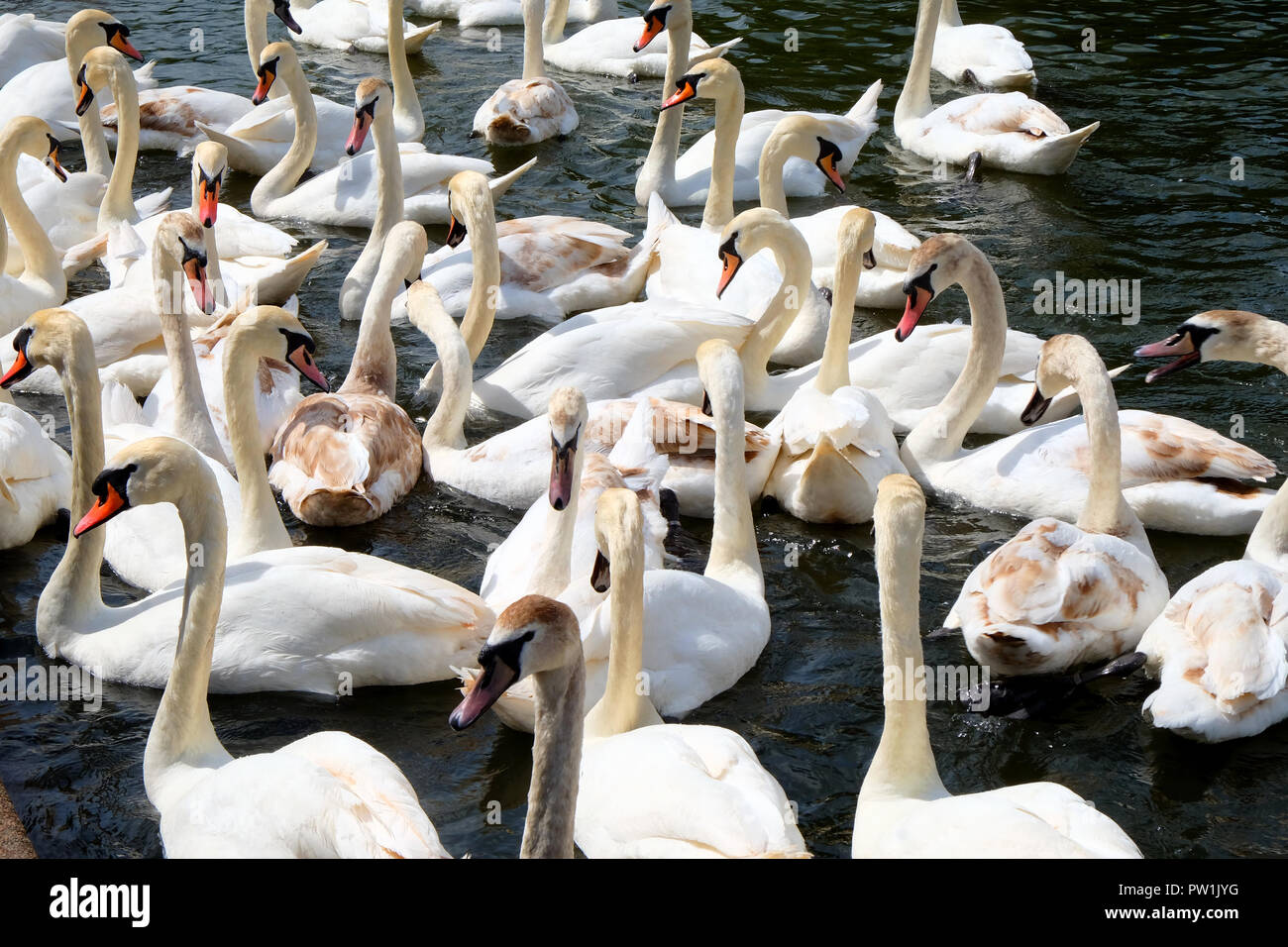 Dreißig weiße Schwäne in der Nähe gemeinsam in der Gruppe im Wasser, die Schwäne lange Hälse gekrümmte bilden wunderschöne filigrane Formen Stockfoto