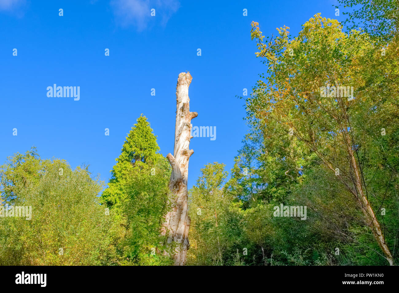 Ein Toter Baumstamm auf Eigene amounst Lebende Bäume Stockfoto