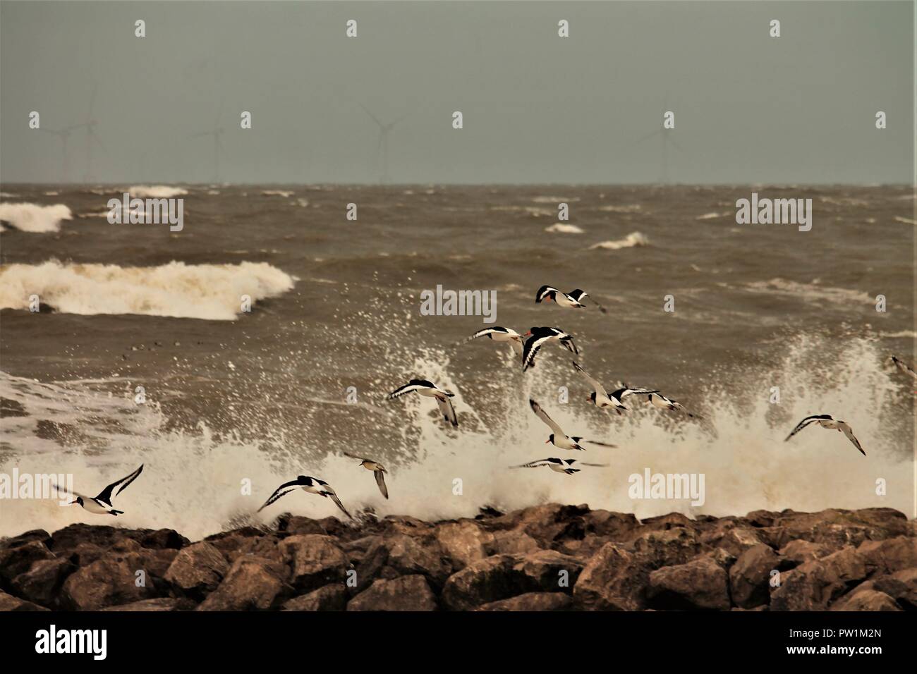 Oyster Catcher bei Flut von Westshore Walney Island an der Küste von Cumbria GROSSBRITANNIEN. Stockfoto