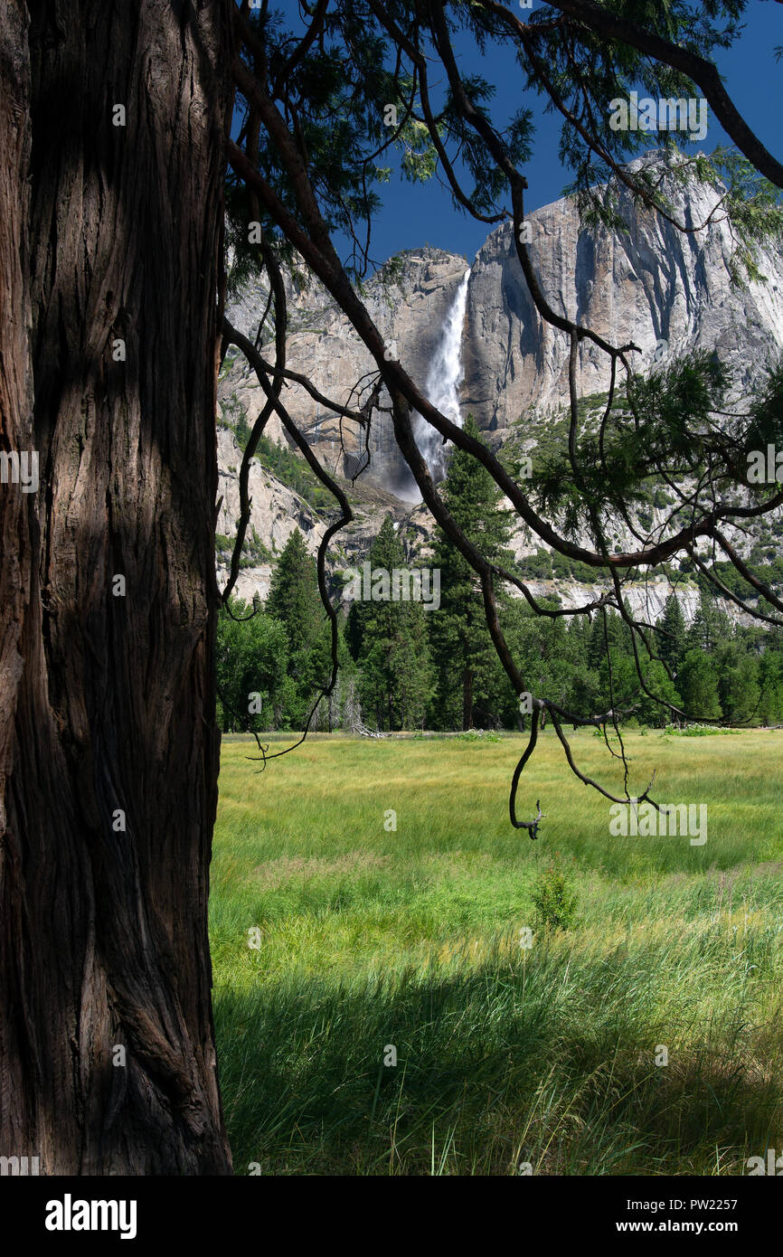 Yosemite Valley. Yosemite Falls Stockfoto