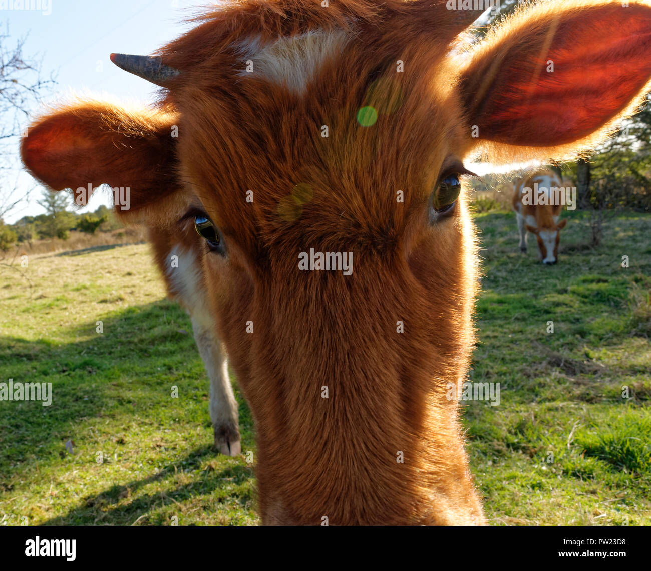Nahaufnahme des Gesichts einer Kuh Stockfoto