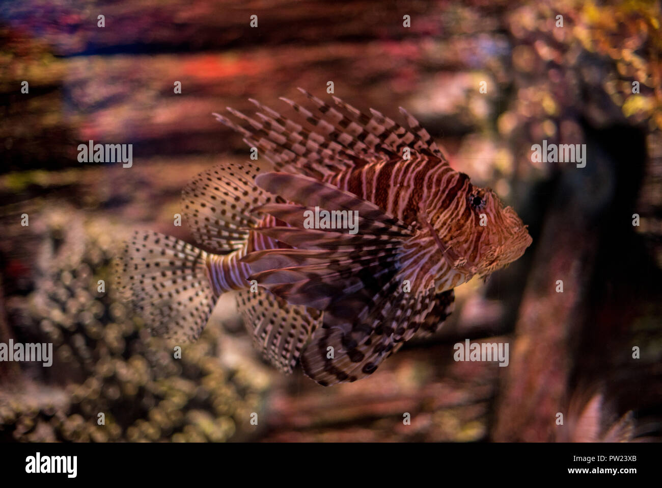 Seitenansicht des wenig giftige Feuerfische schwimmen im Aquarium, wo es fügt sich mit gleichen Farben wie die Einrichtung des Aquariums Stockfoto