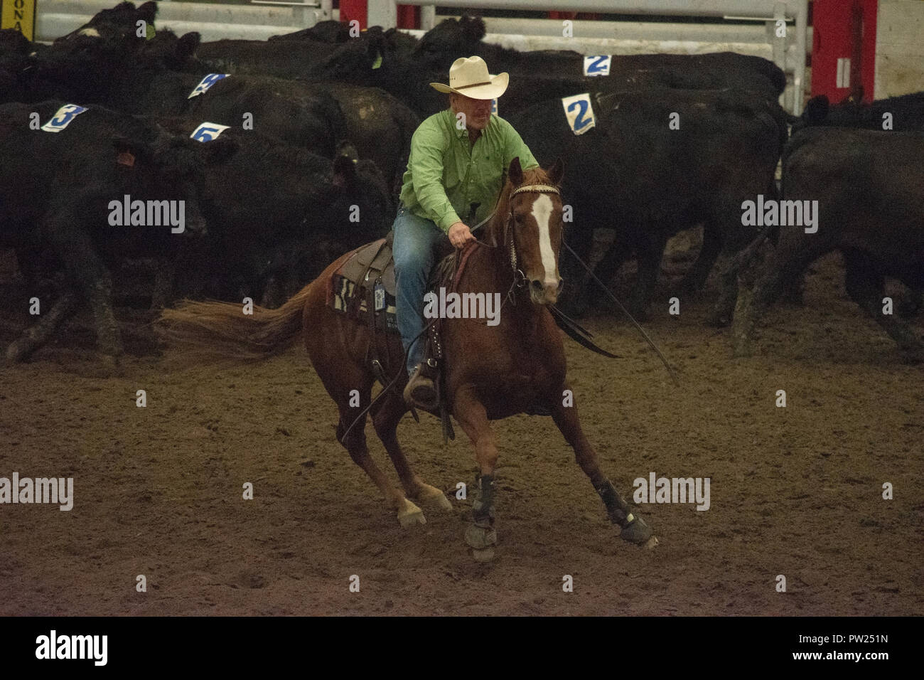 Konkurrenten an der kanadischen Mannschaft Cattle Penning Association National Finals, Nutrien Western Event Center, Calgary Stampede Gelände, Calgary, Alberta, Stockfoto