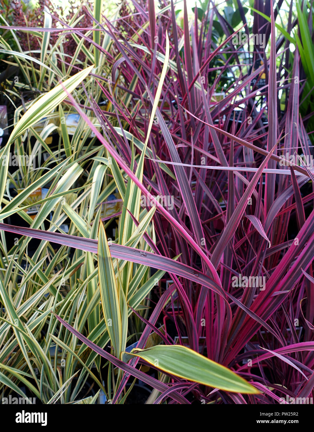 Phormium Flügel von Gold und Cordyline Elektrisches Rosa Stockfoto