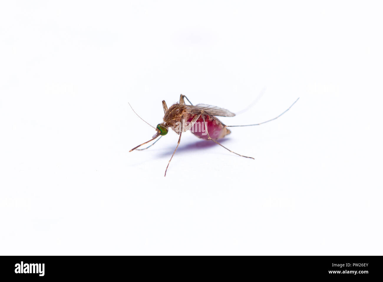 Asiatische Tigermücke mit bellyful von Blut auf weißem Hintergrund Stockfoto