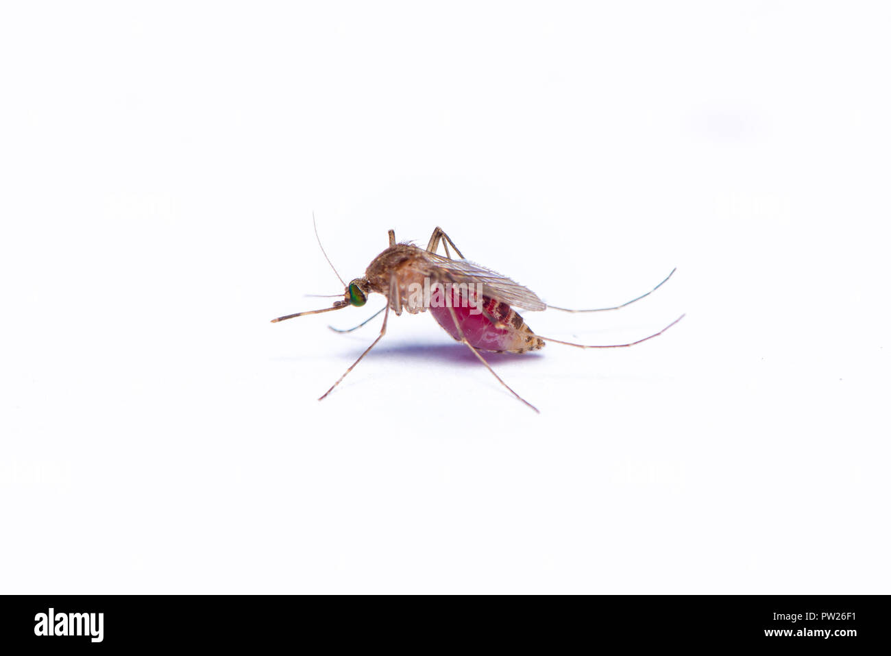 Asiatische Tigermücke mit bellyful von Blut auf weißem Hintergrund Stockfoto