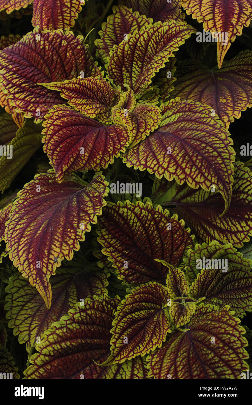 Bunte Blätter Brennnessel Solenostemon scutellarioides der Flamme Stockfoto