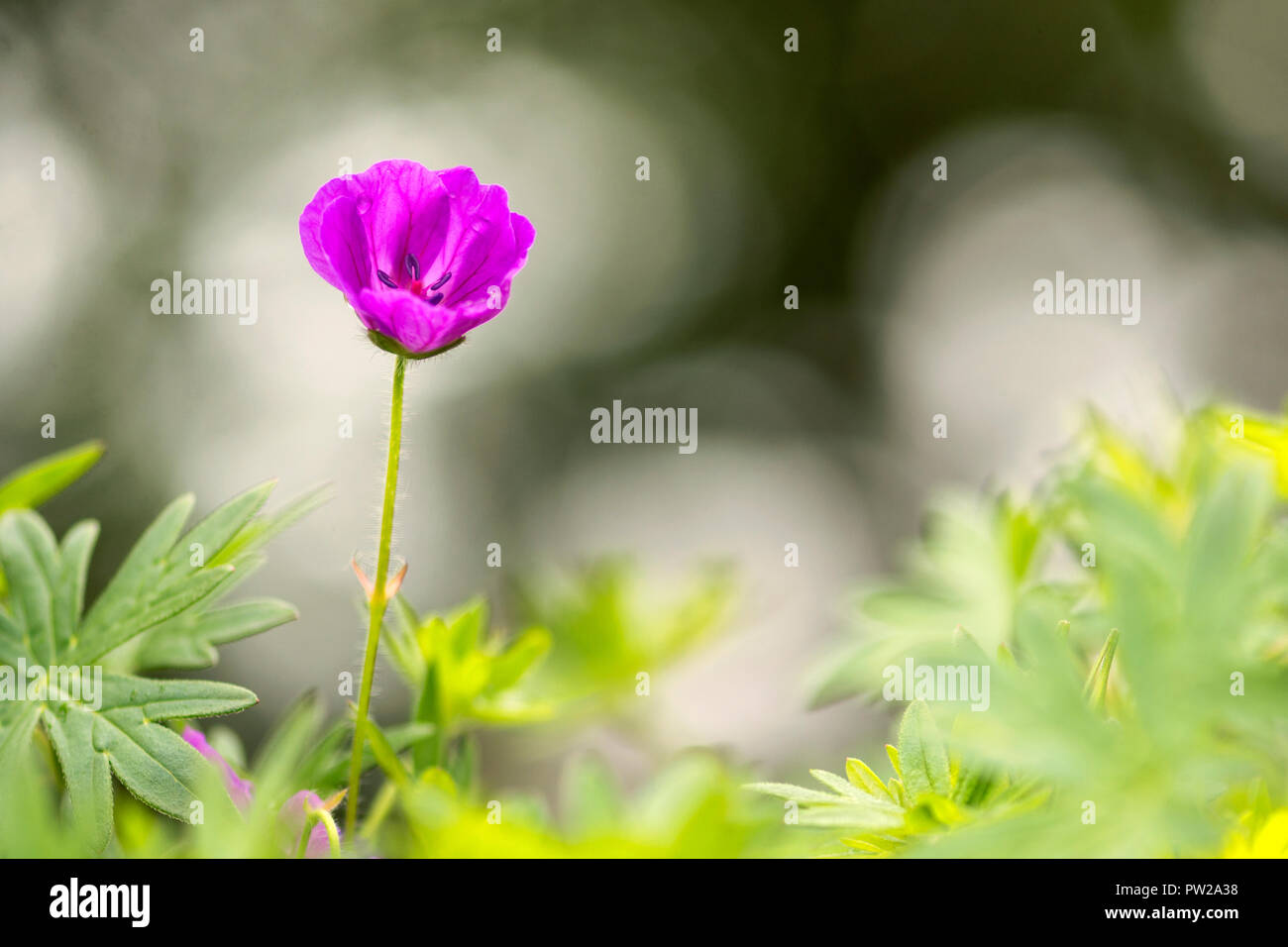 Märchenhafte Makro einer einzigen kleinen lila Anemone Blume in der freien Natur mit schönen Bokeh Hintergrund Stockfoto