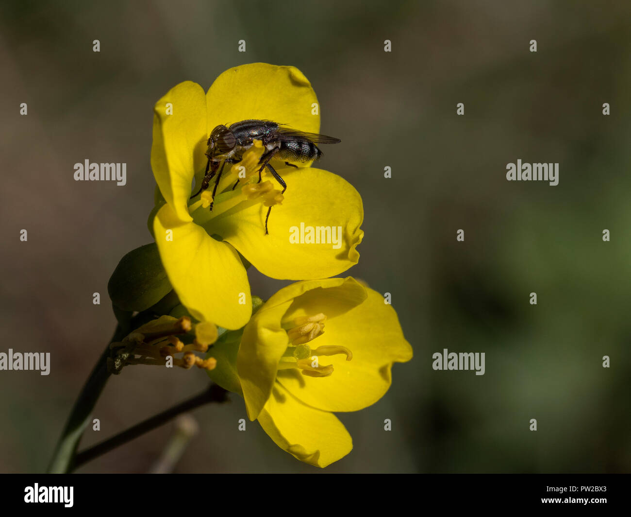 Eine Nahaufnahme eines kleinen Fliegen Fütterung auf einem gelben Wildblumen an einem sonnigen Tag Stockfoto